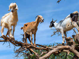 Goats in Argon Tree